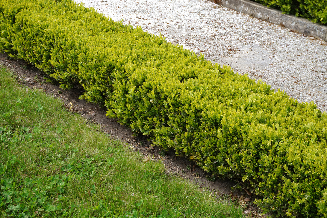 Hedge